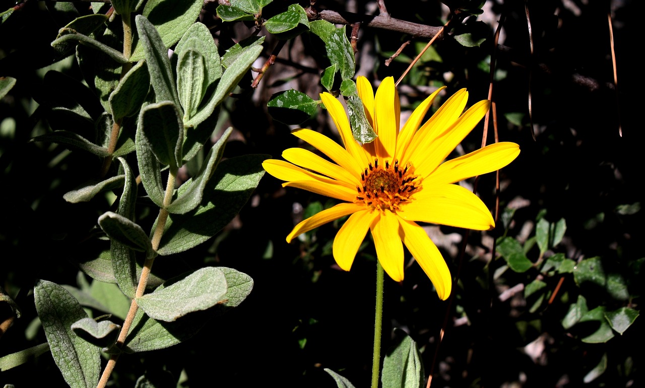 sage garden flowers free photo