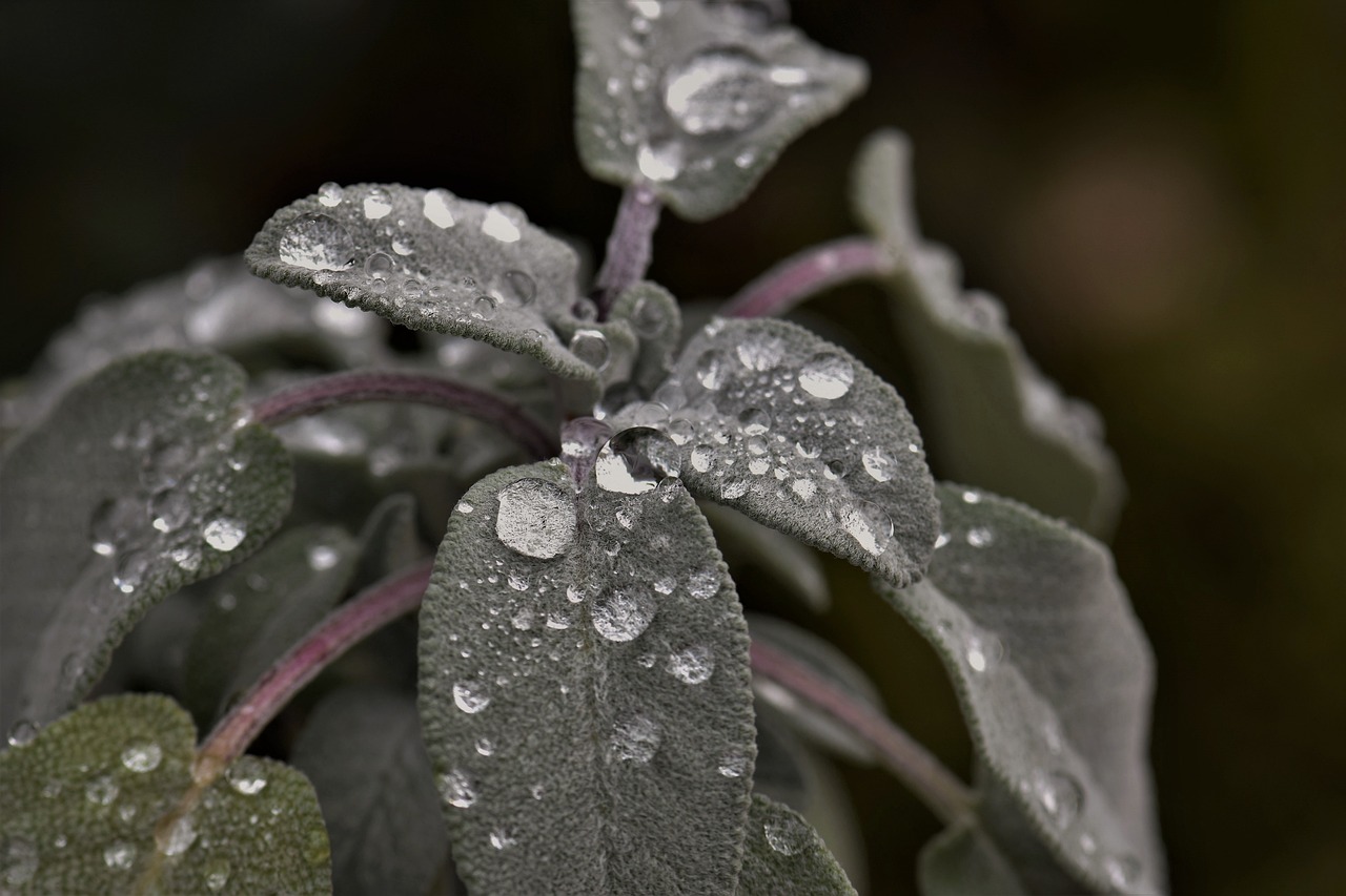 sage plant raindrop free photo
