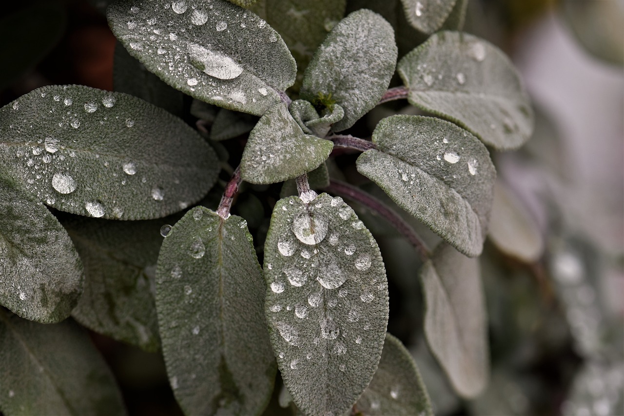 sage plant raindrop free photo