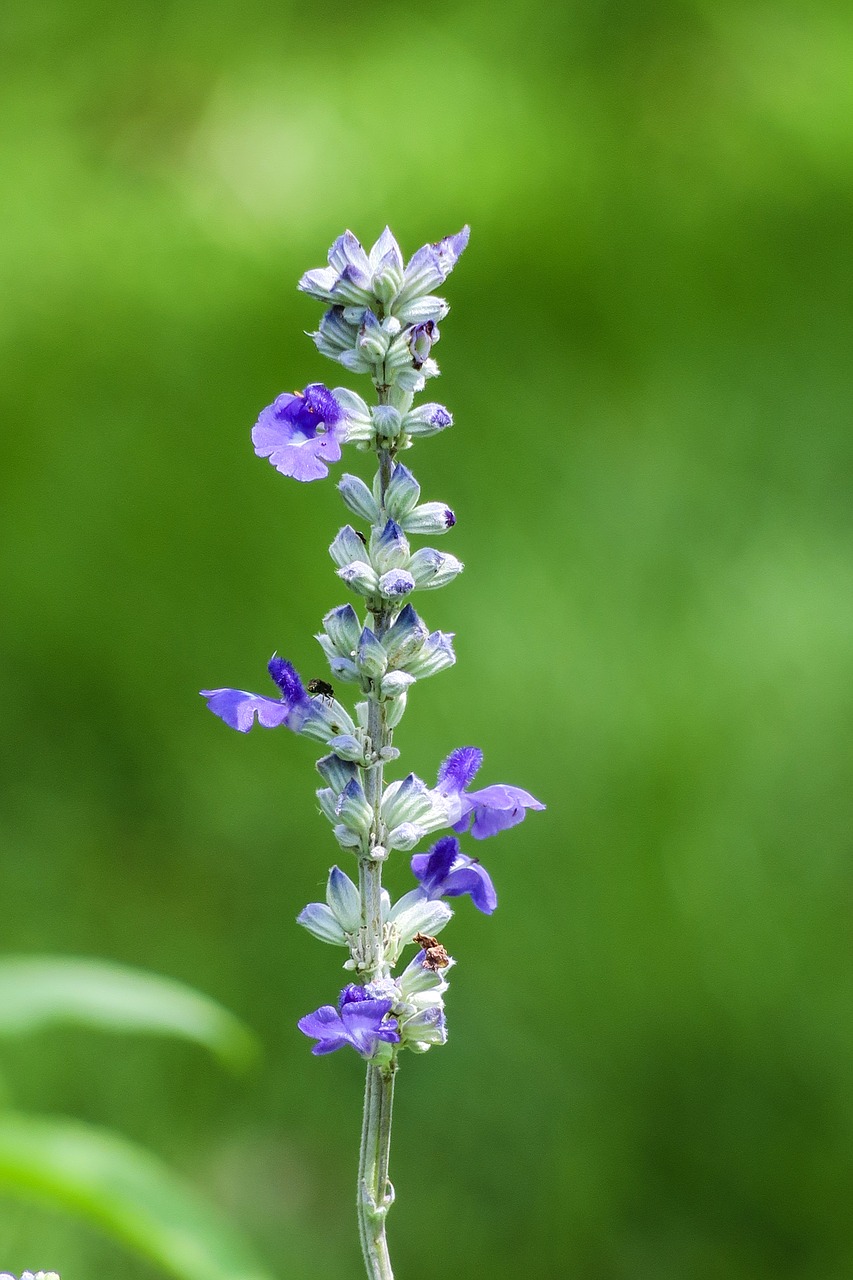 sage  natural  plant free photo