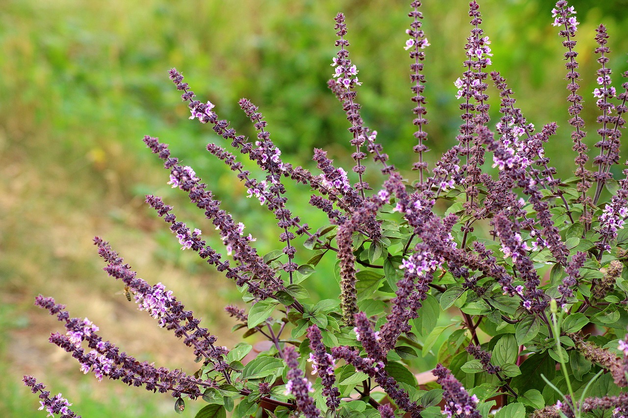 sage  salvia  purple flowers free photo