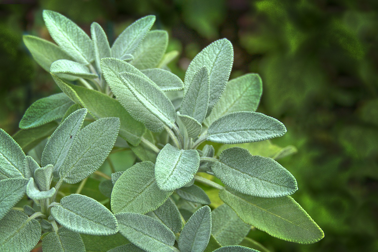sage  leaves  herb free photo