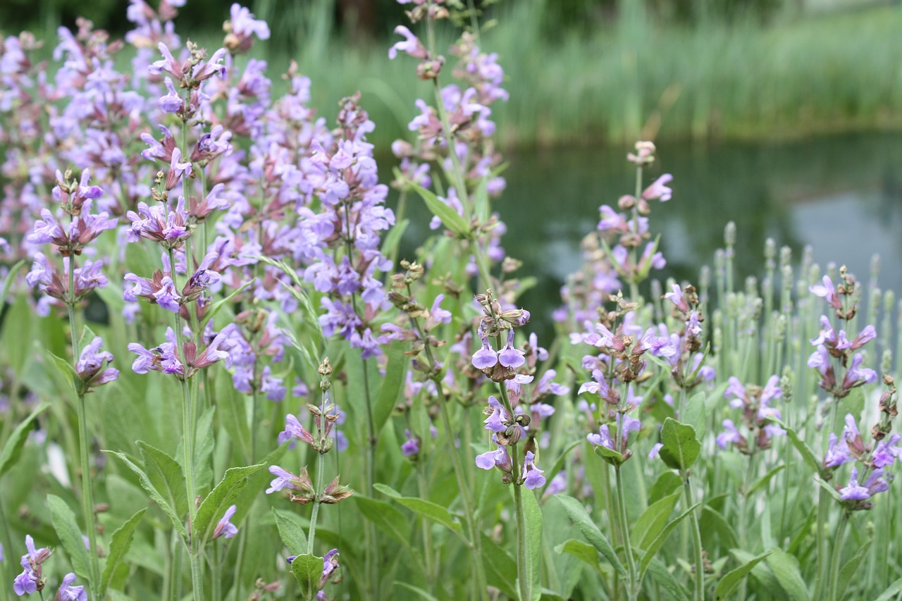 sage flower sage flower free photo