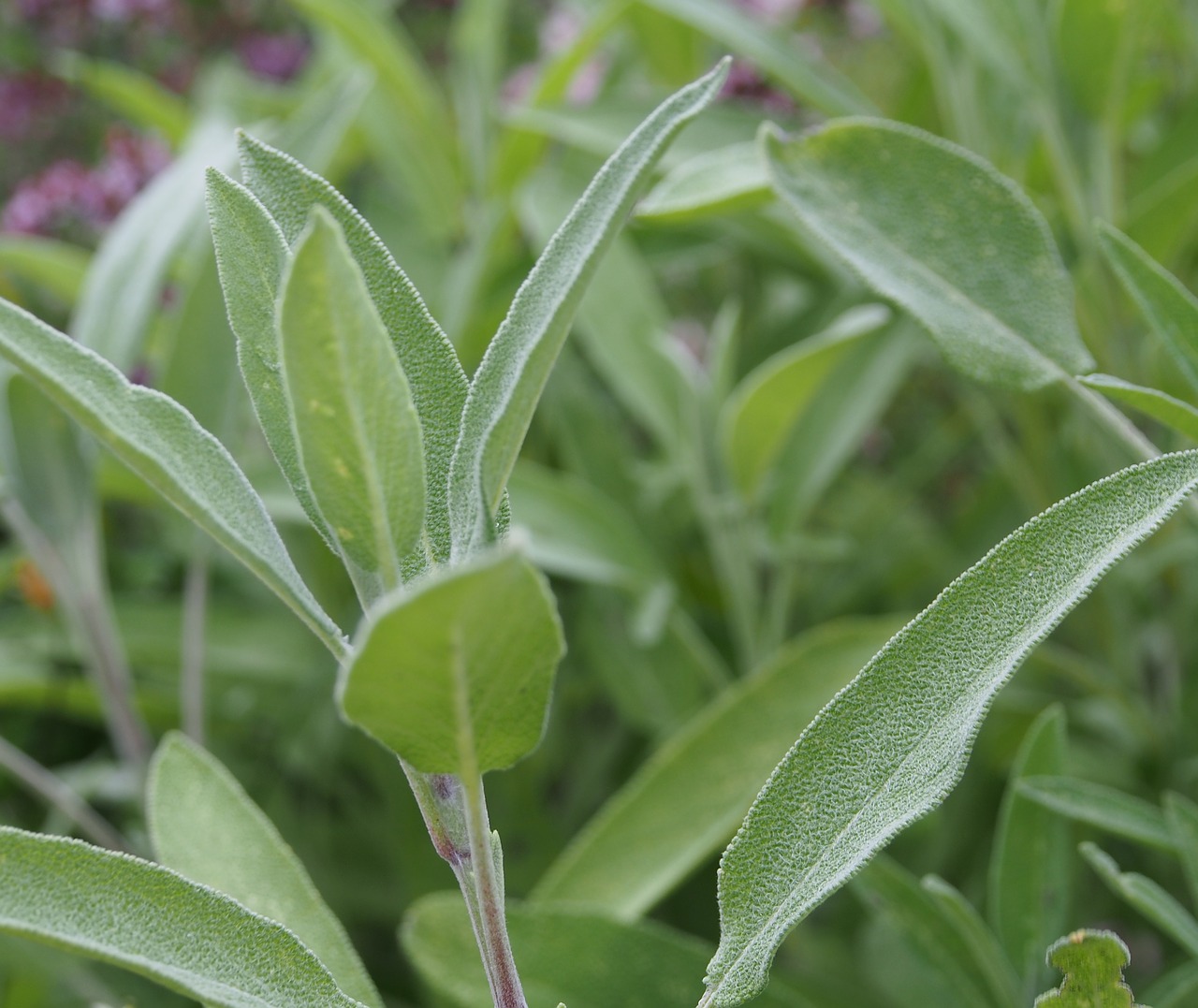 sage  herbs  vegetable free photo