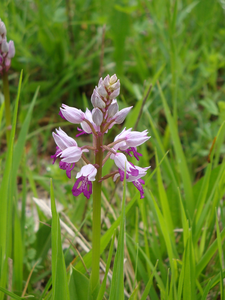 sage  wild  purple free photo