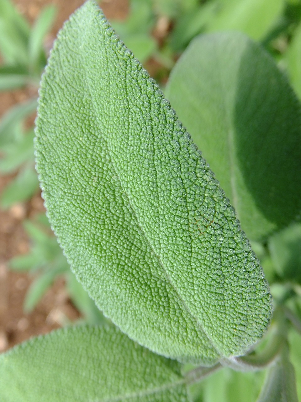 sage green leaf aroma free photo