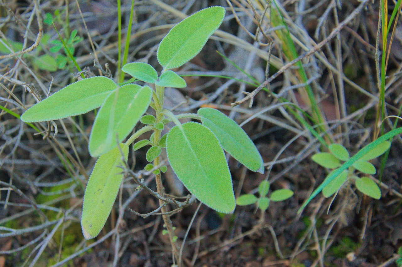 sage  forest  nature free photo