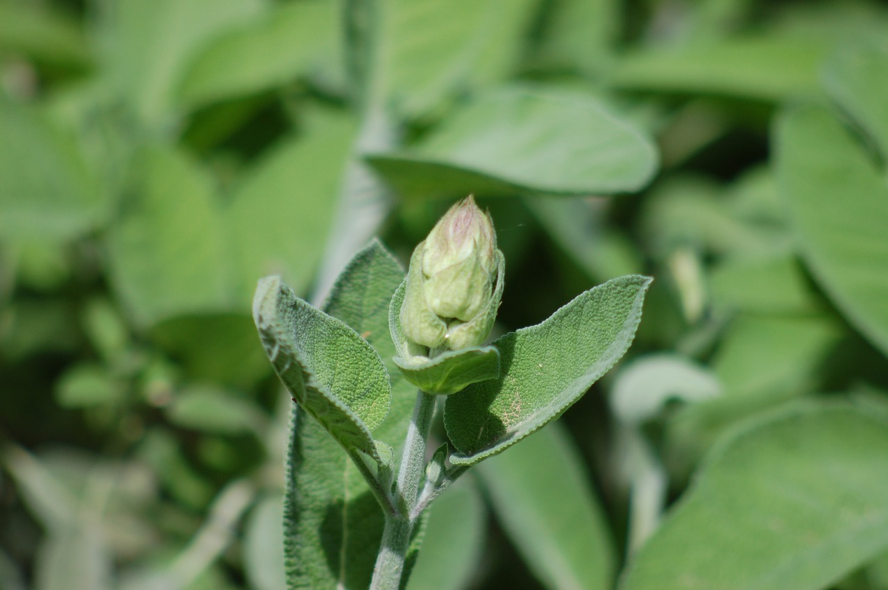 sage  aromatic plant  alimentari free photo