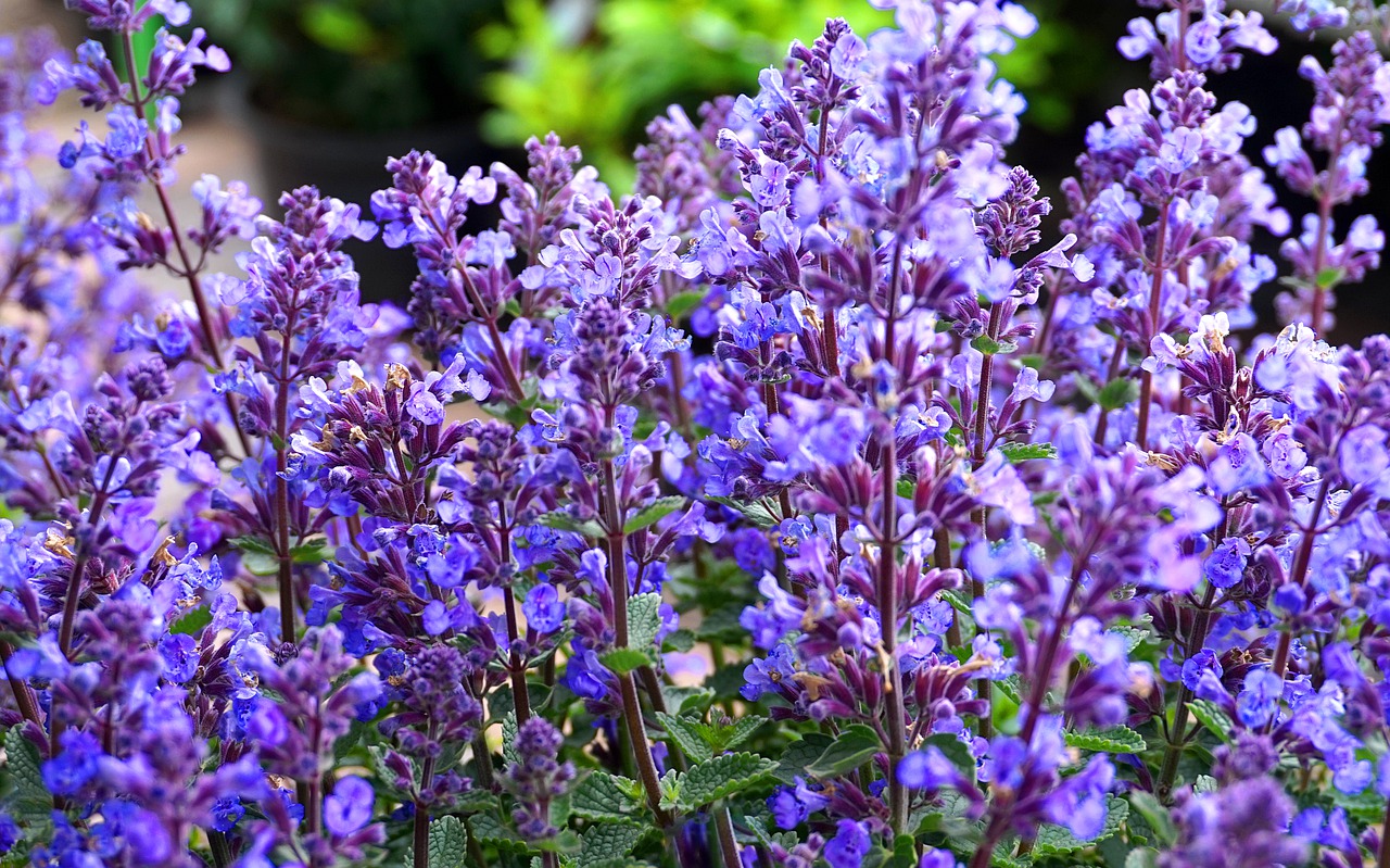 sage  blue  blossom free photo