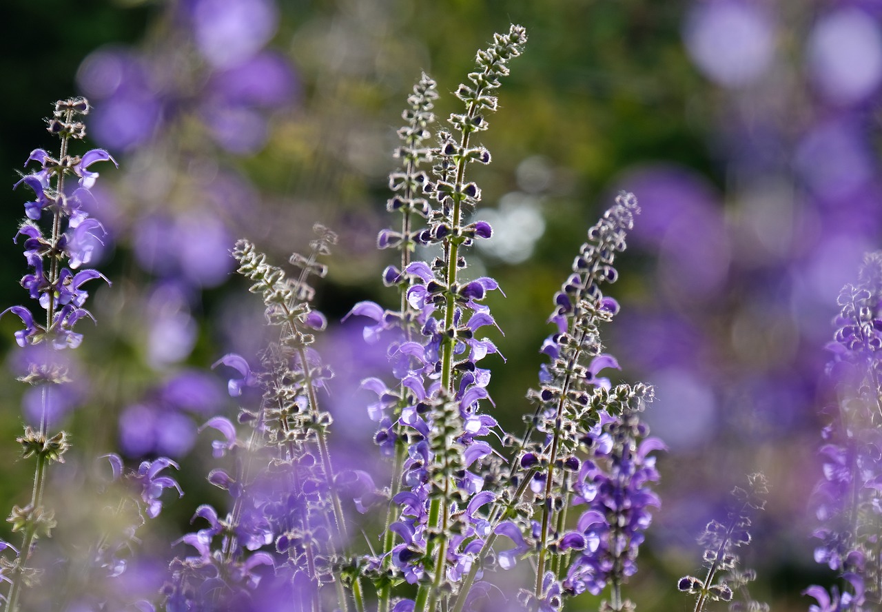 sage  medicinal plant  wild sage free photo