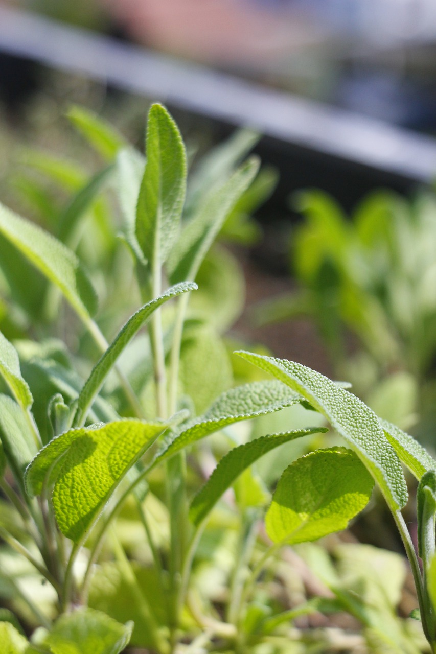 sage  herbs  garden free photo