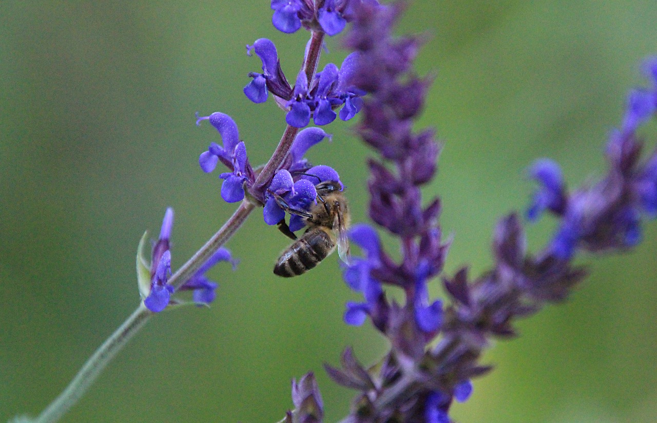 sage  plant  nature free photo