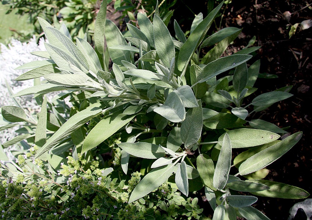 sage bush plant free photo