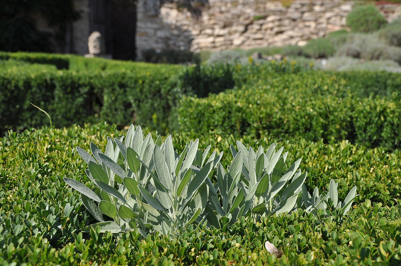 sage medicinal herbs montana free photo