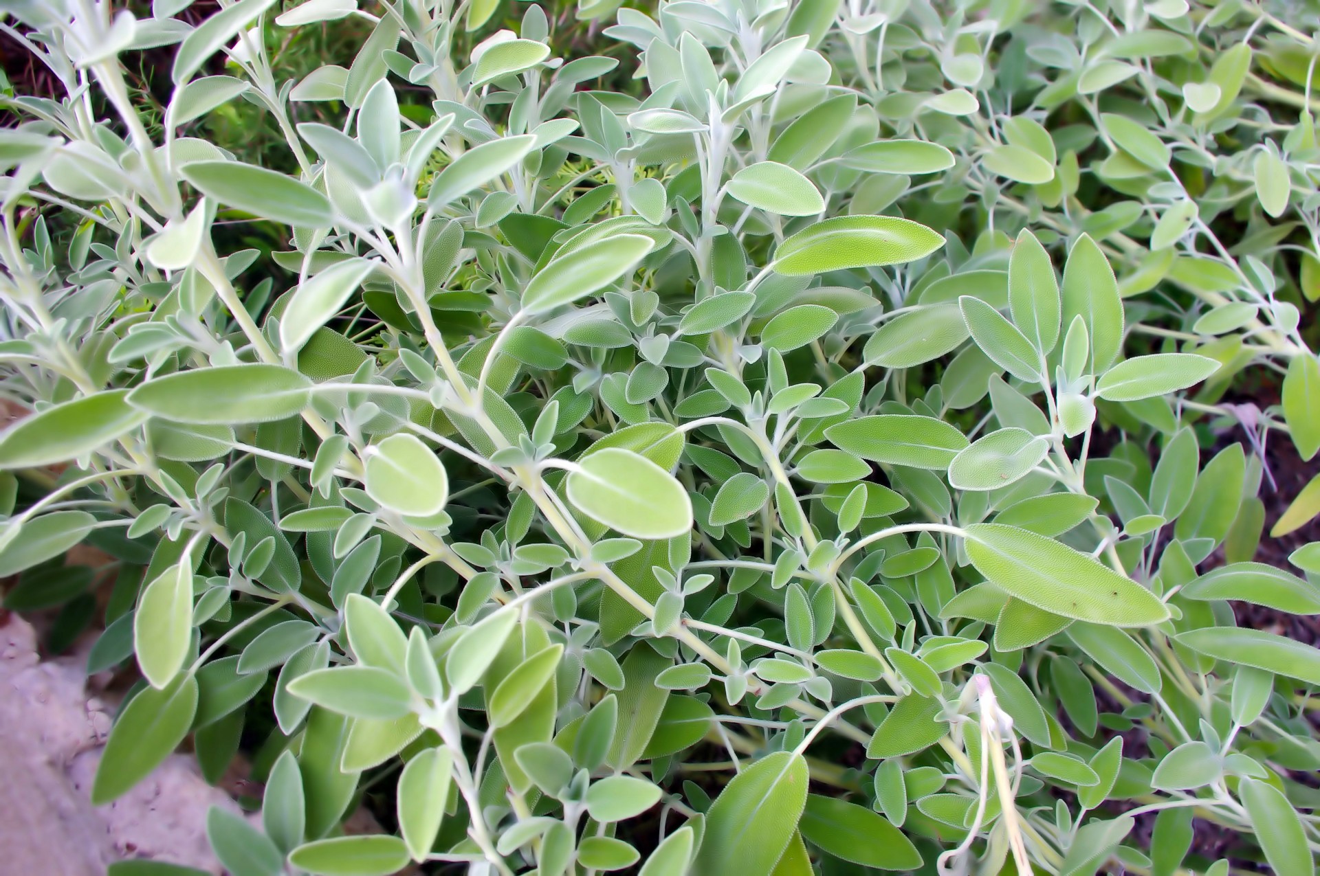 sage leaves background free photo