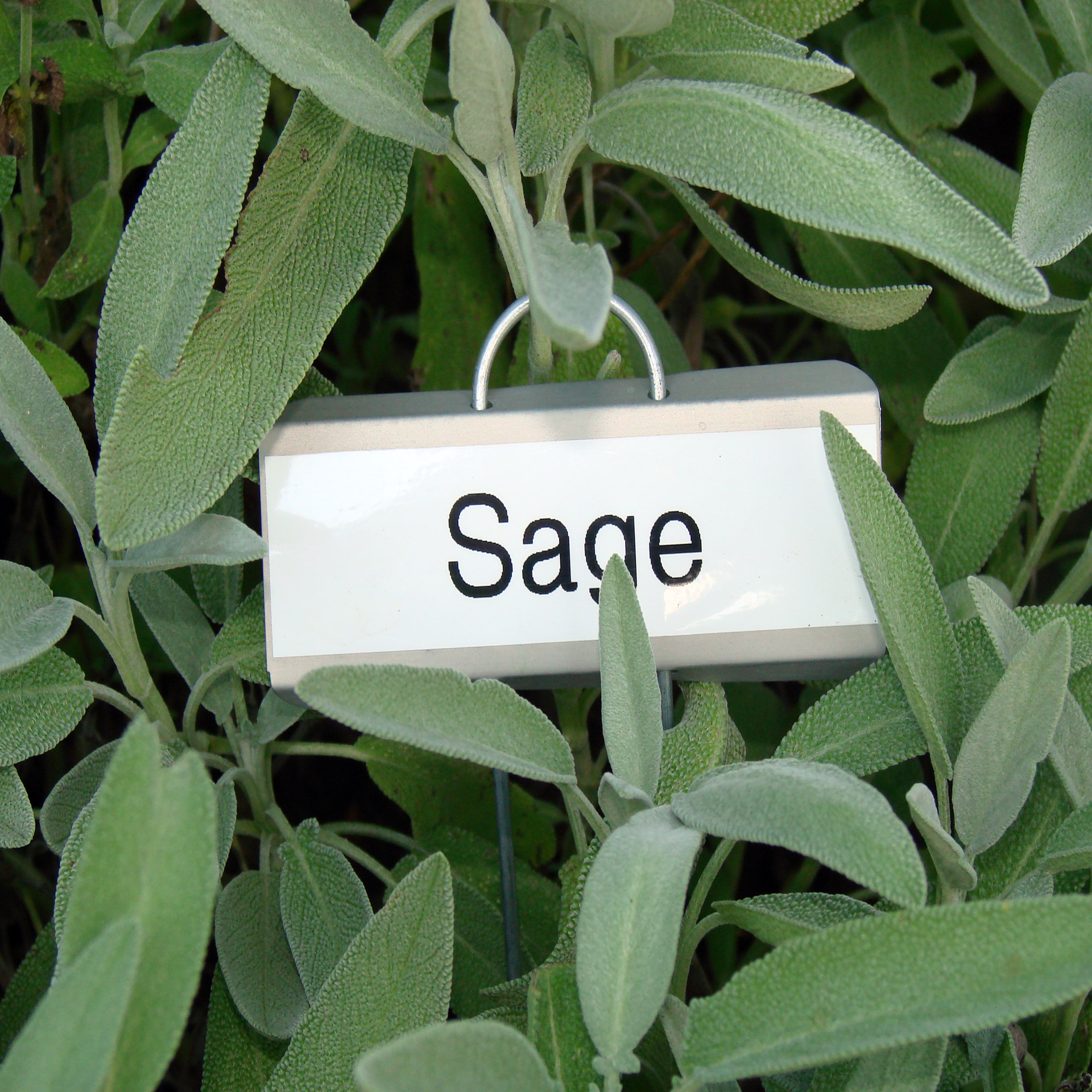 sage plant nature free photo