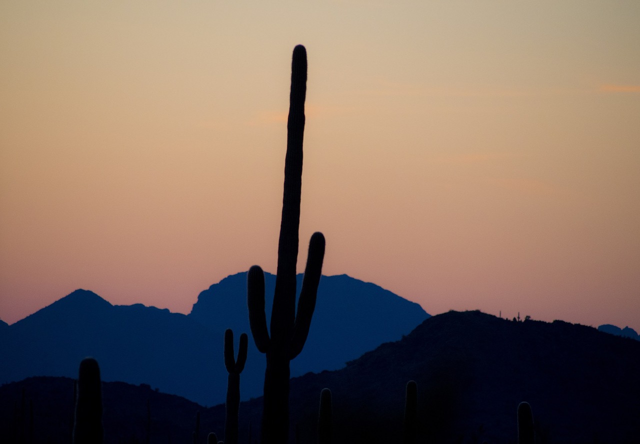 saguaro cactus silhouette free photo