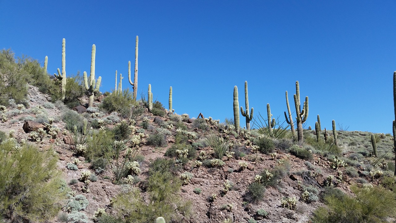 saguaro cactus cacti free photo