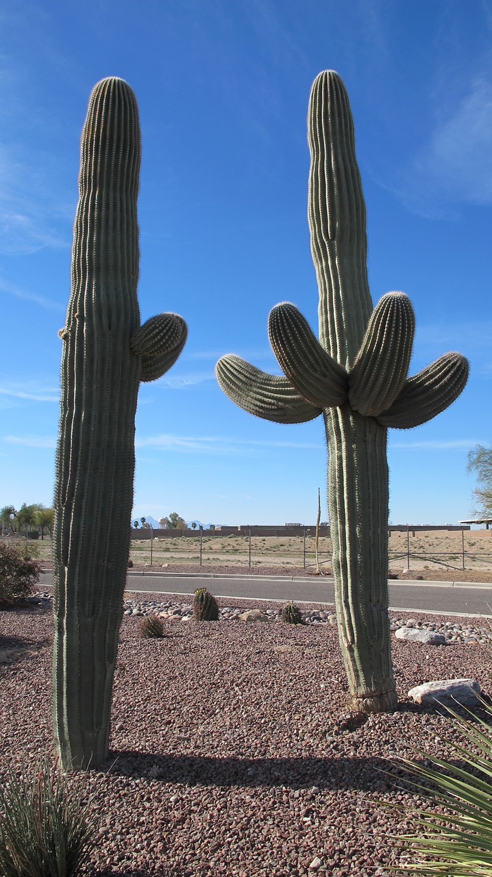 saguaro desert plants cactus free photo