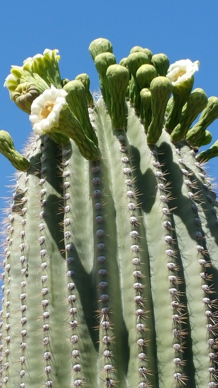 saguaro sonoran desert cactus cactus free photo