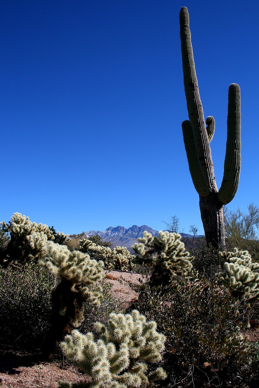 saguaro cactus mountains free photo