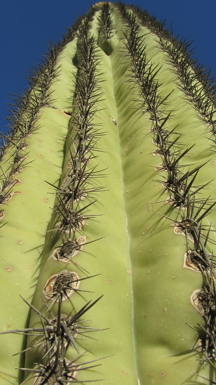 saguaro cactus arizona free photo