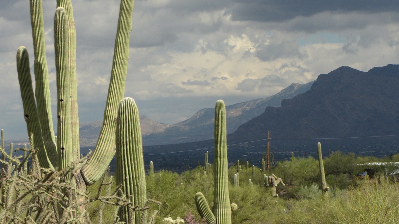 saguaro arizona landscape free photo