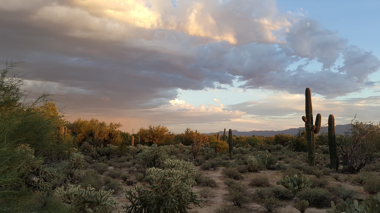 saguaro tucson desert free photo