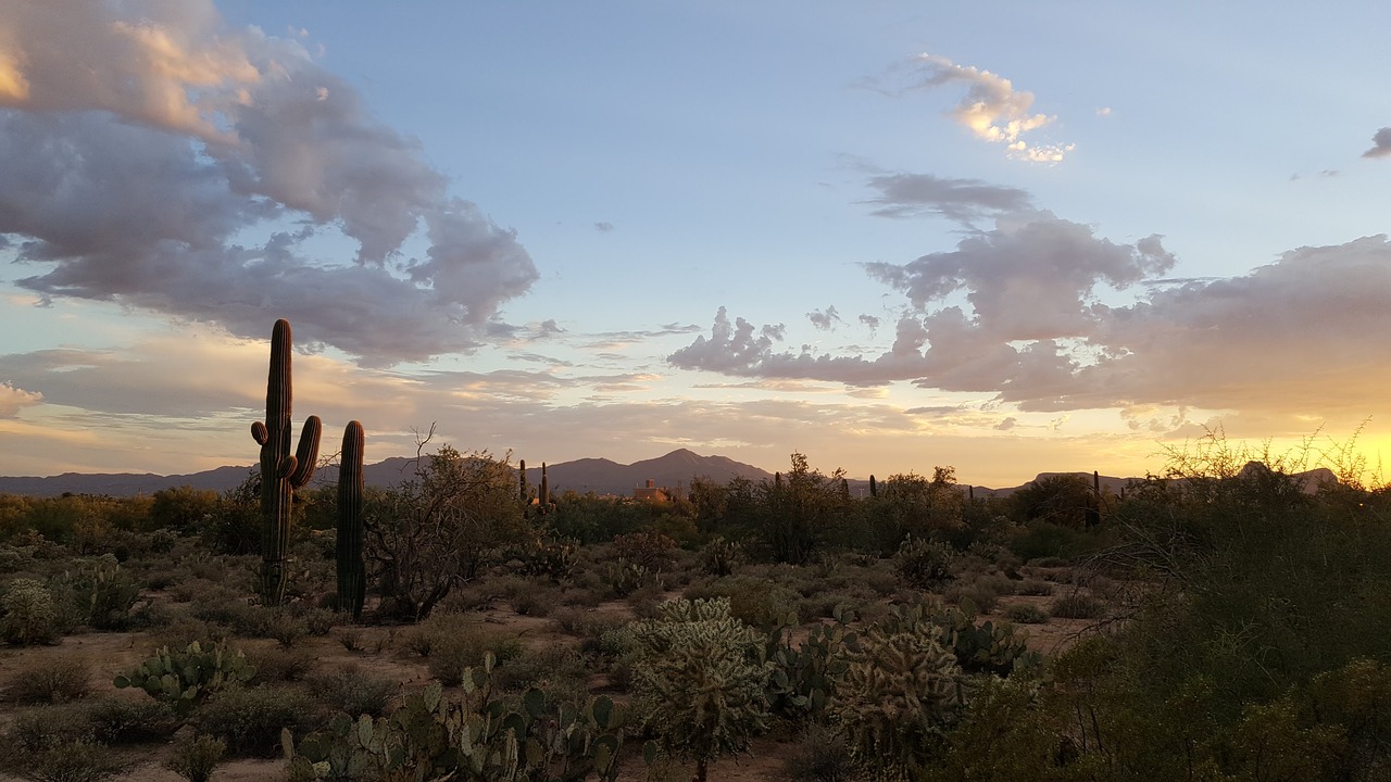 saguaro tucson desert free photo