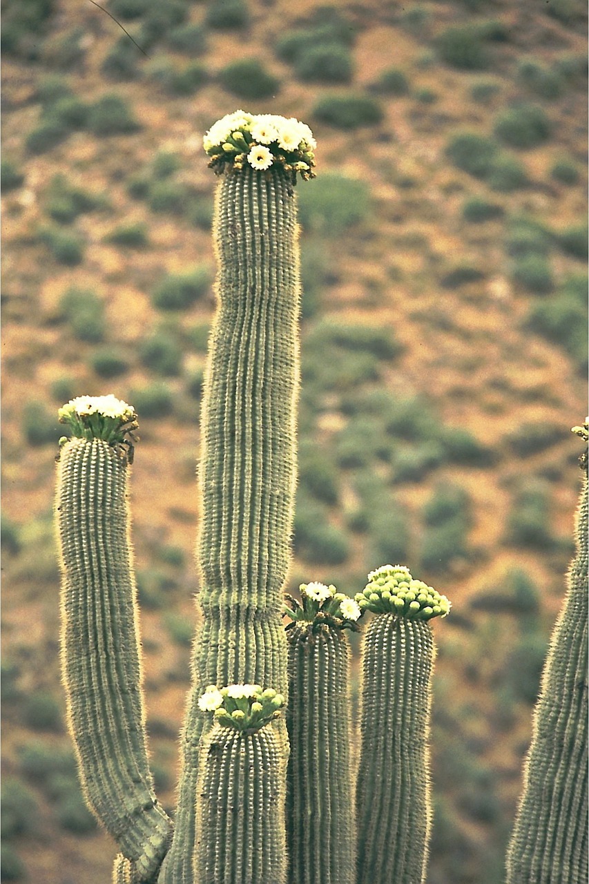 saguaro cactus cactus blossom free photo