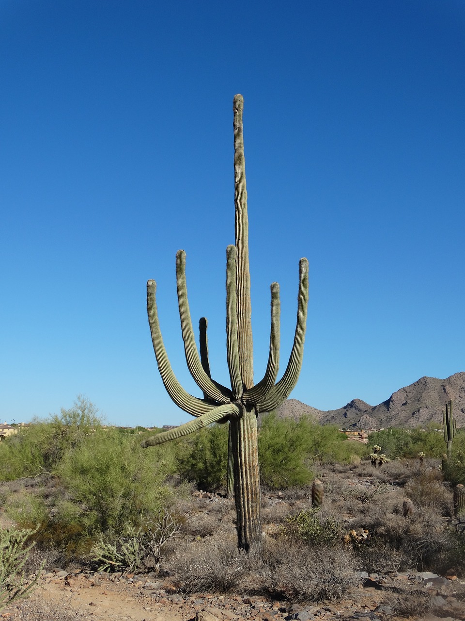 saguaro desert sonoran free photo