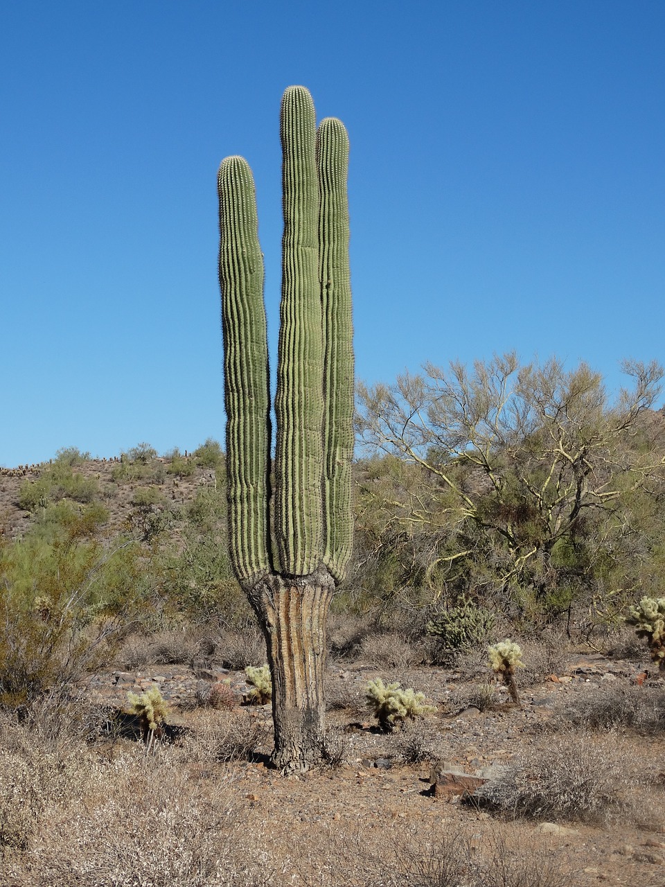 saguaro desert sonoran free photo