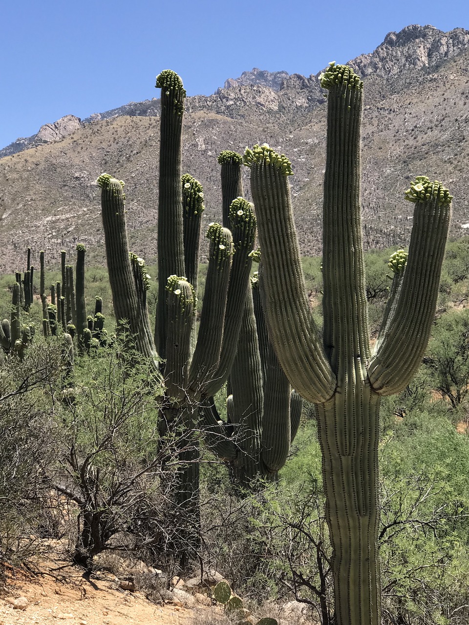 saguaro  blooming  cactus free photo