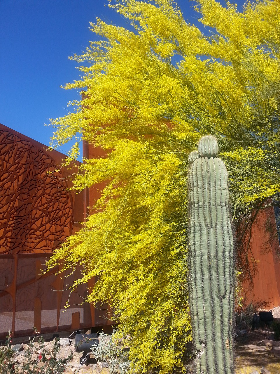 saguaro ironwood arizona free photo