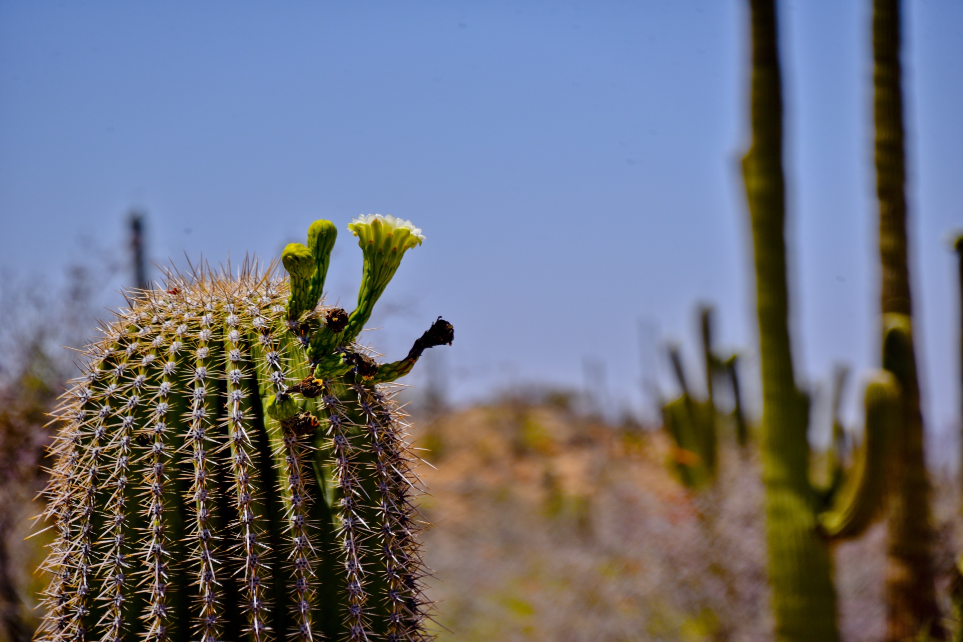 saguaro bloom flower free photo