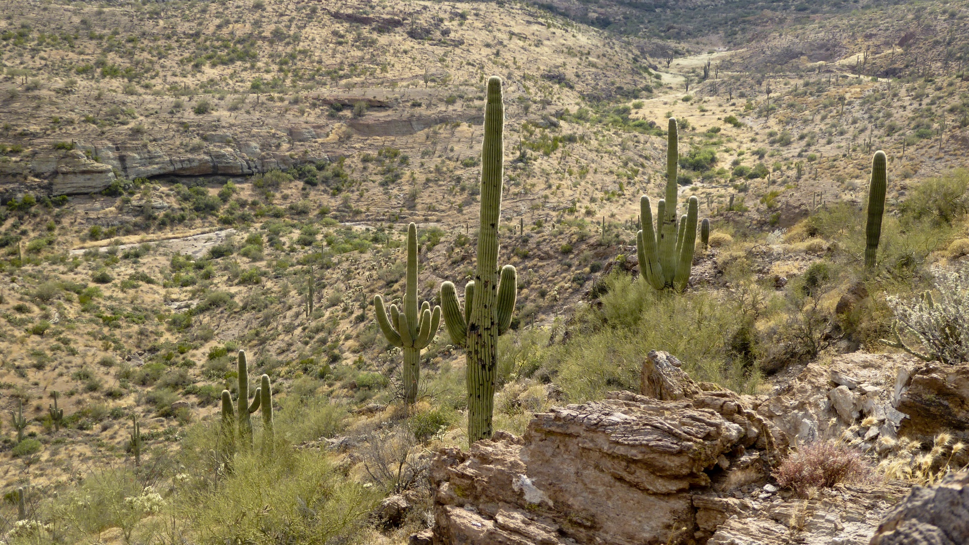 saguaro saguaros cactus free photo