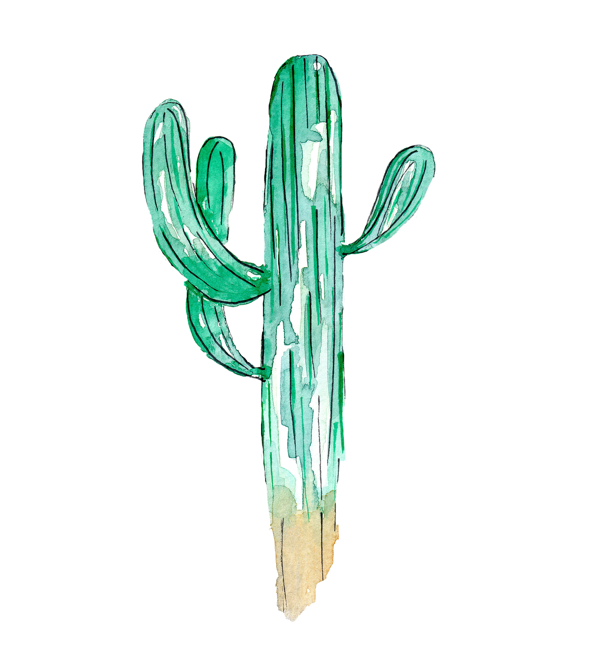 saguaro cacti  cactus  watercolor free photo