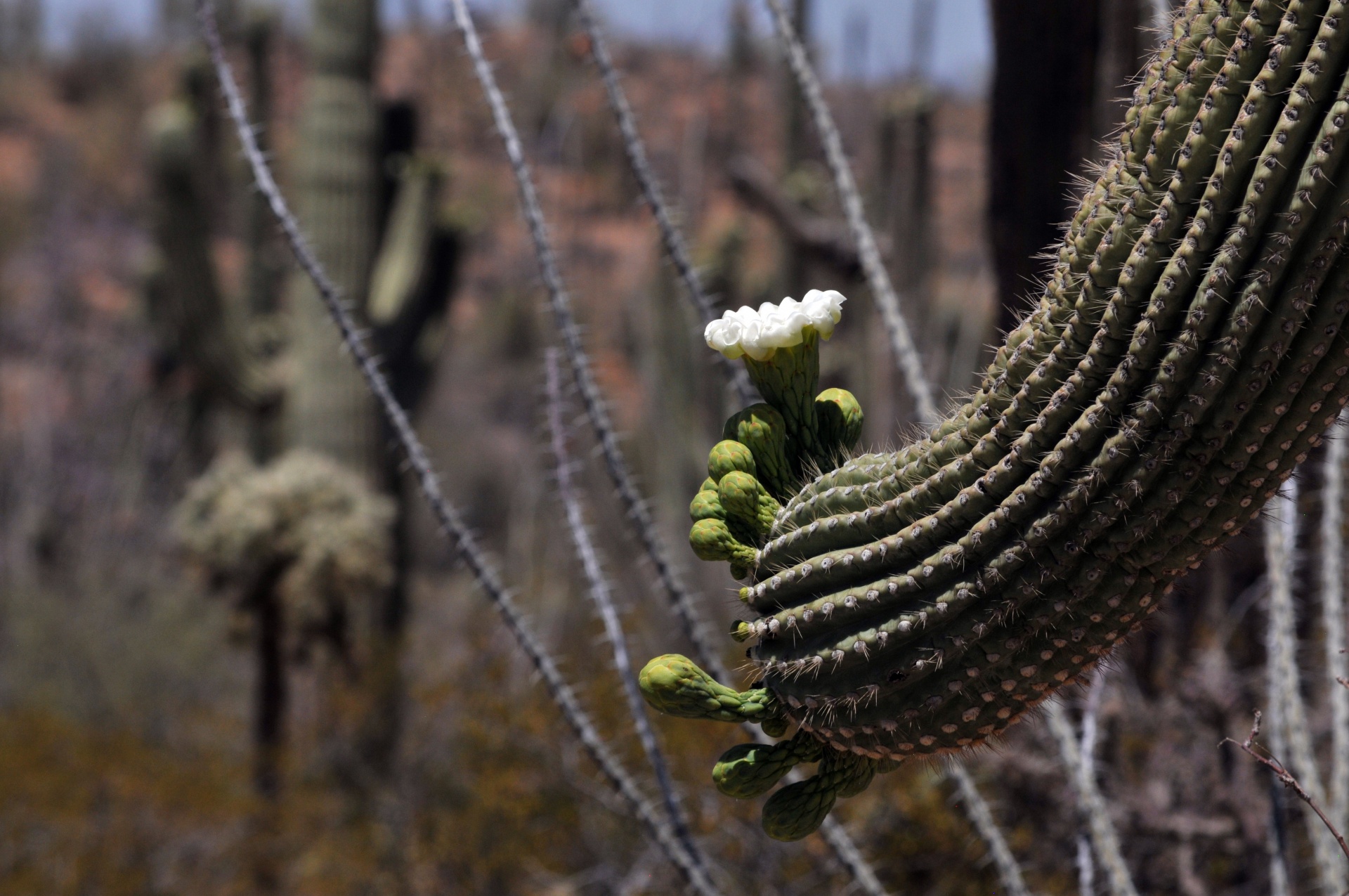 saguaro cactus cacti free photo