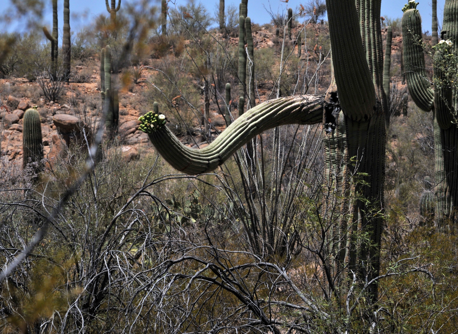 saguaro cactus cacti free photo
