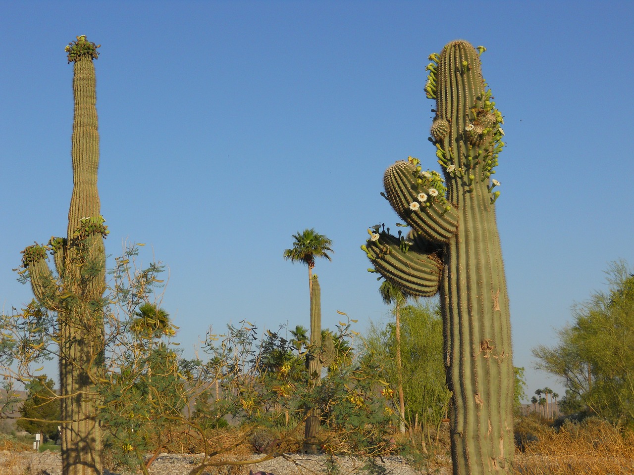 saguaro cactus arizona green free photo