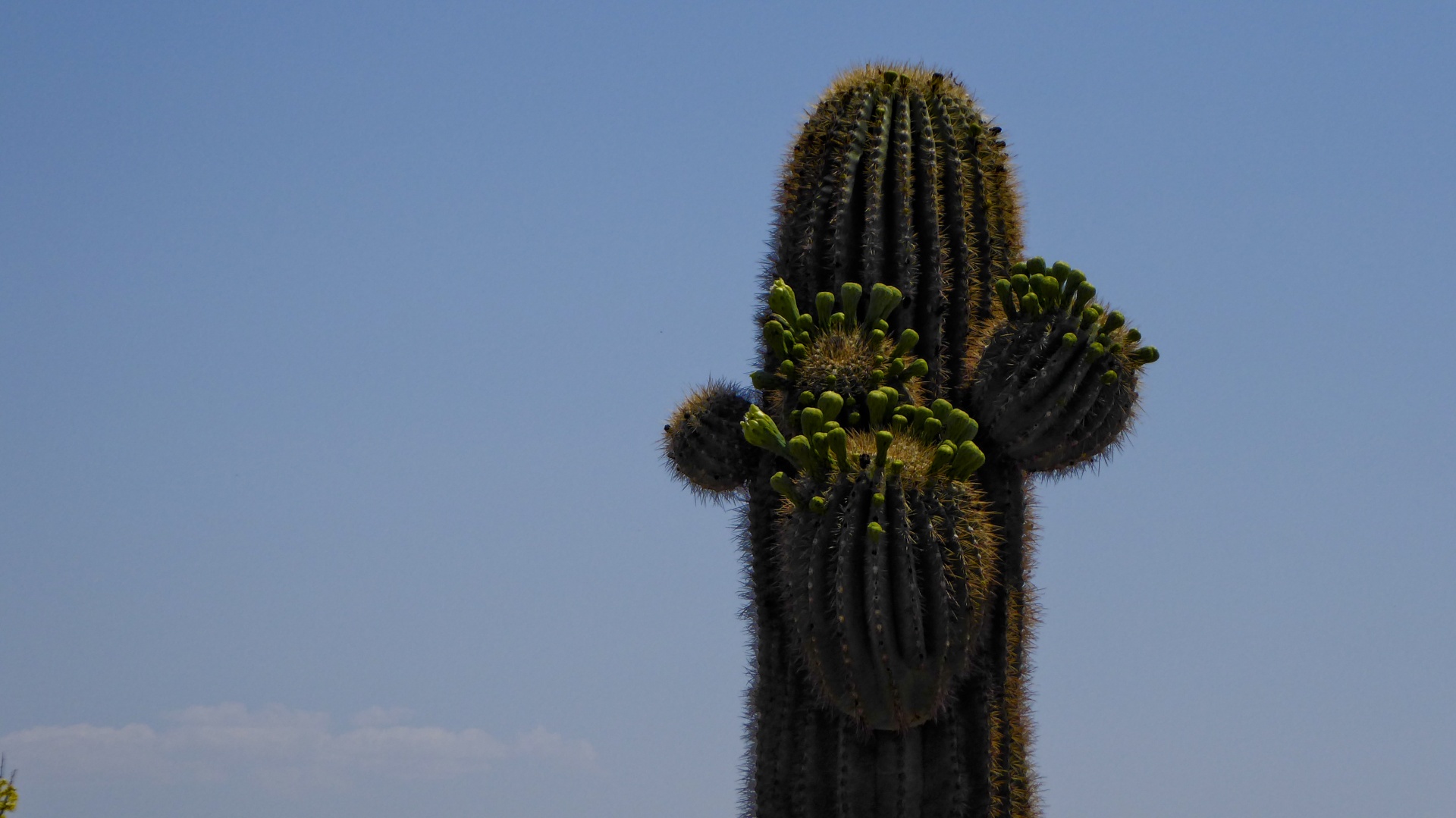 cactus saguaro blooming free photo