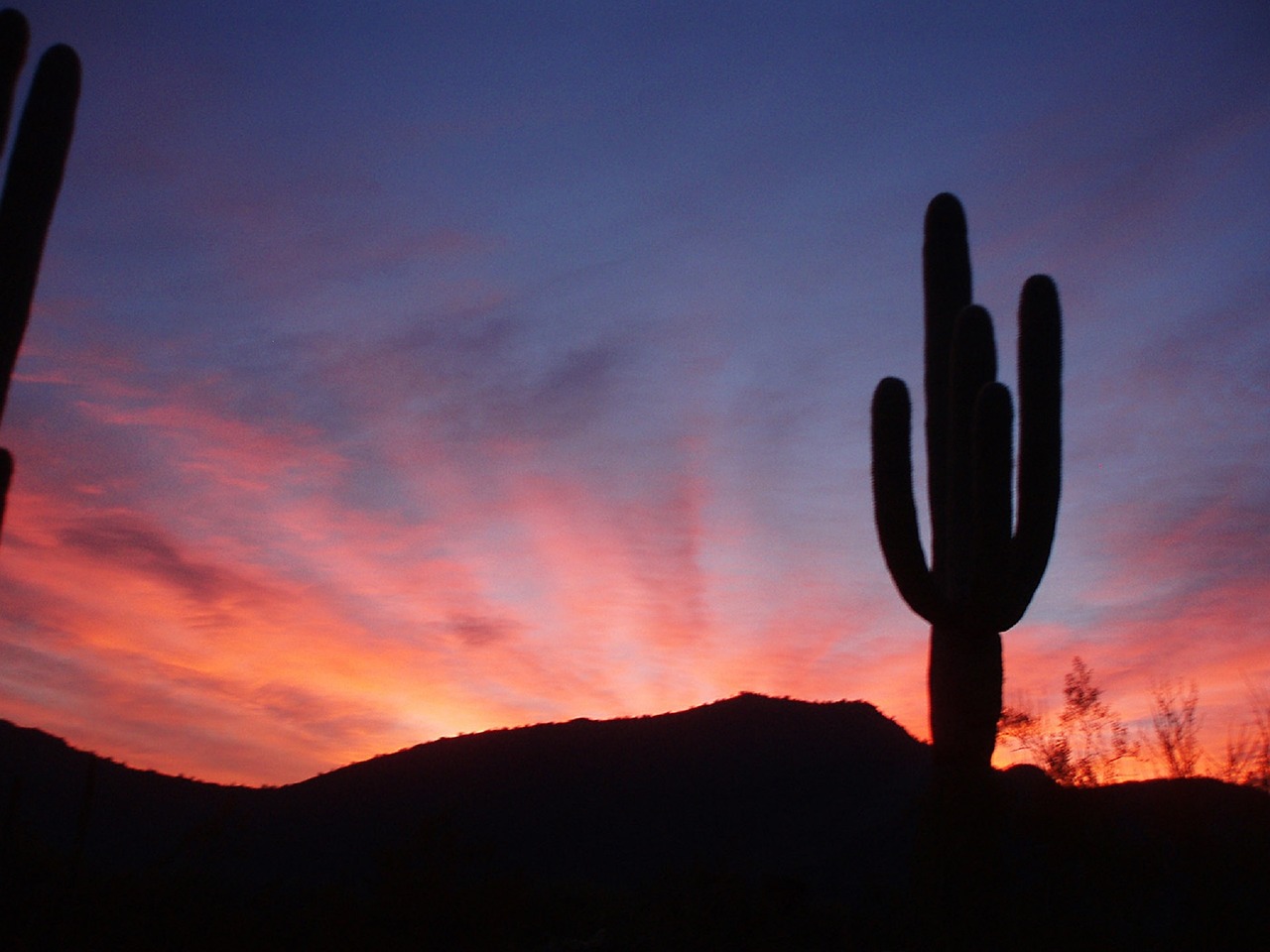 saguaro cactus sunset silhouette free photo