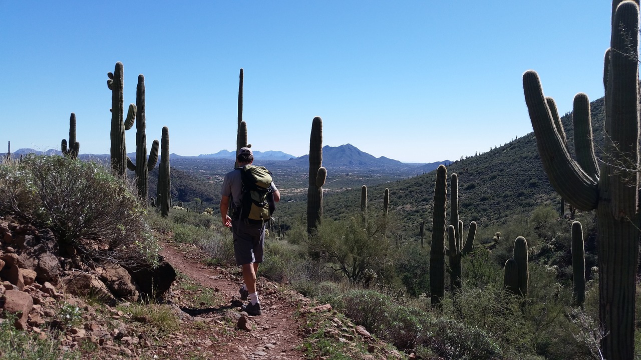 saguaro cactus cacti hiking free photo