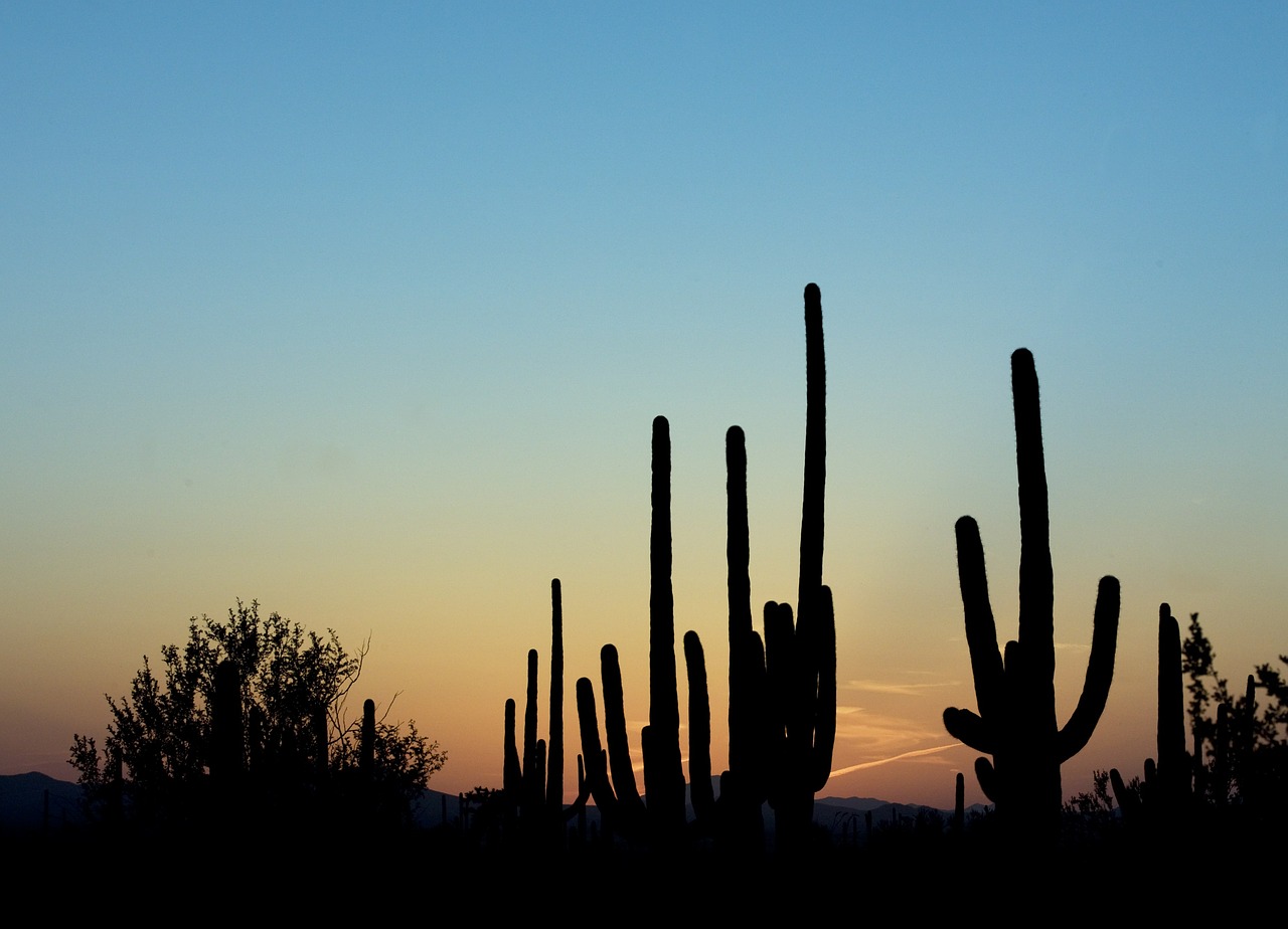 saguaro cactus dusk silhouette free photo