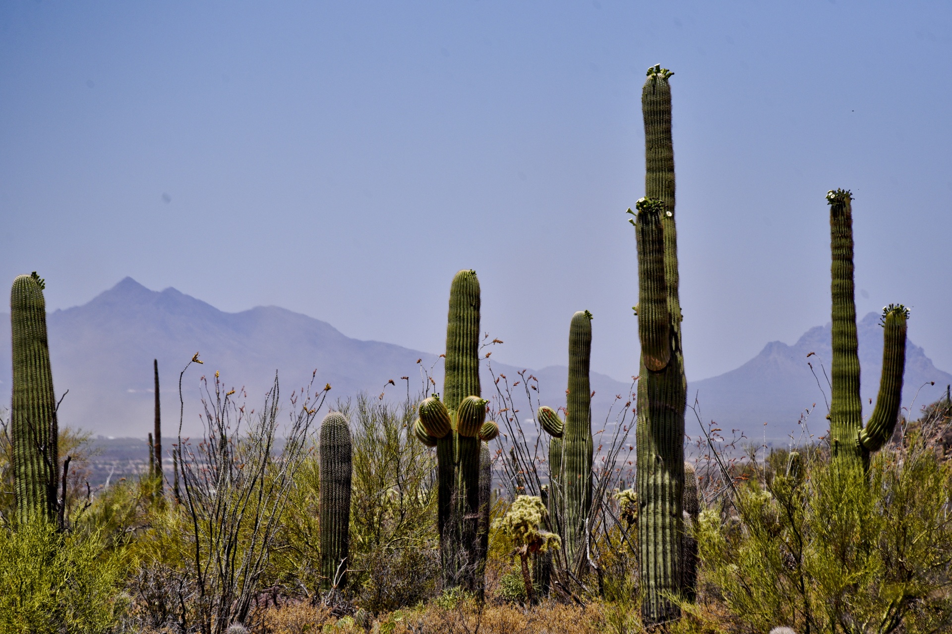 arizona desert saguaro cactus free photo