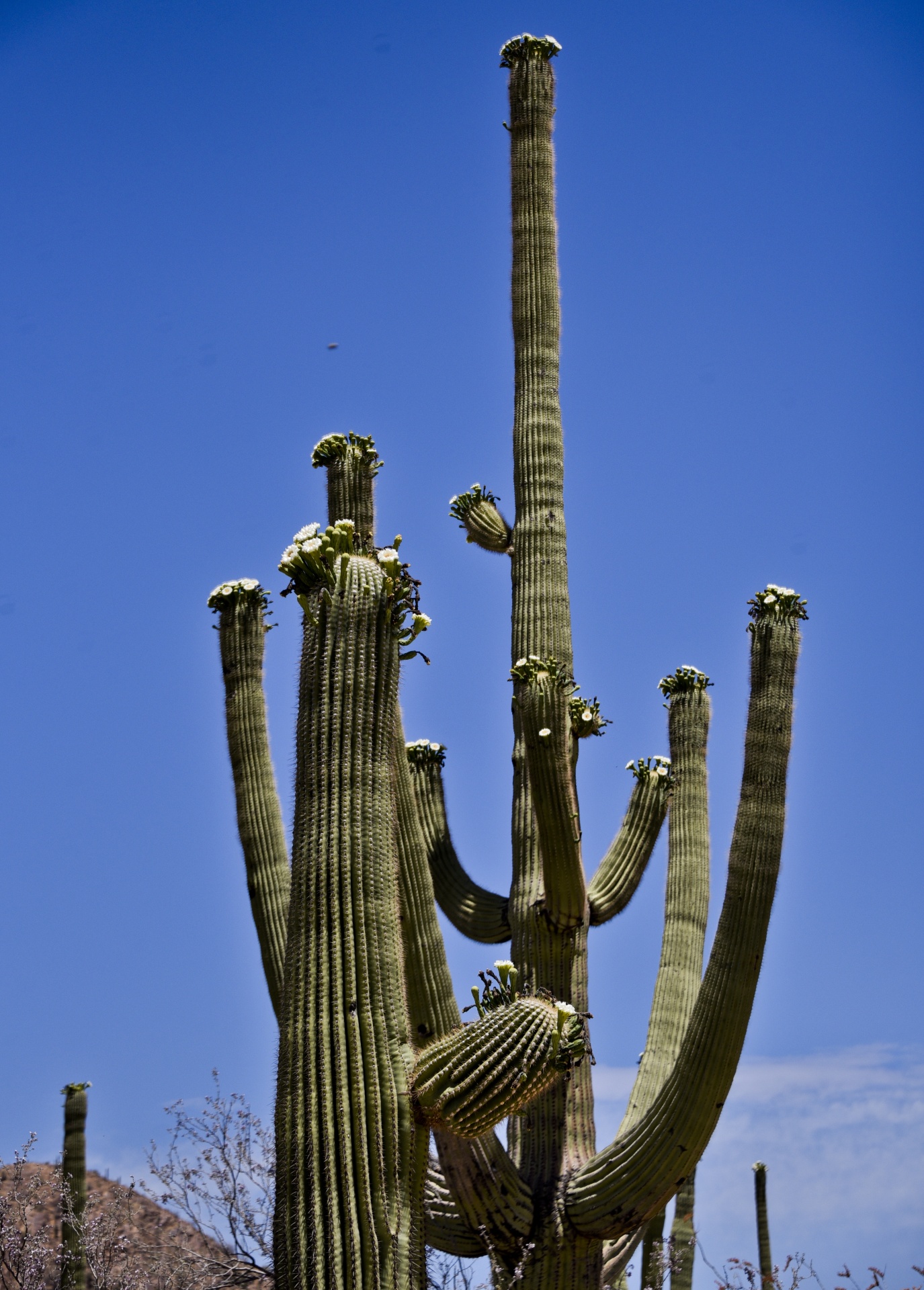 large saguaro cactus blooming tall free photo