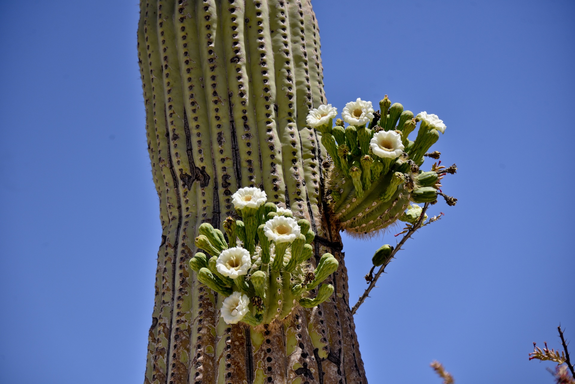saguaro cactus flowers branch free photo