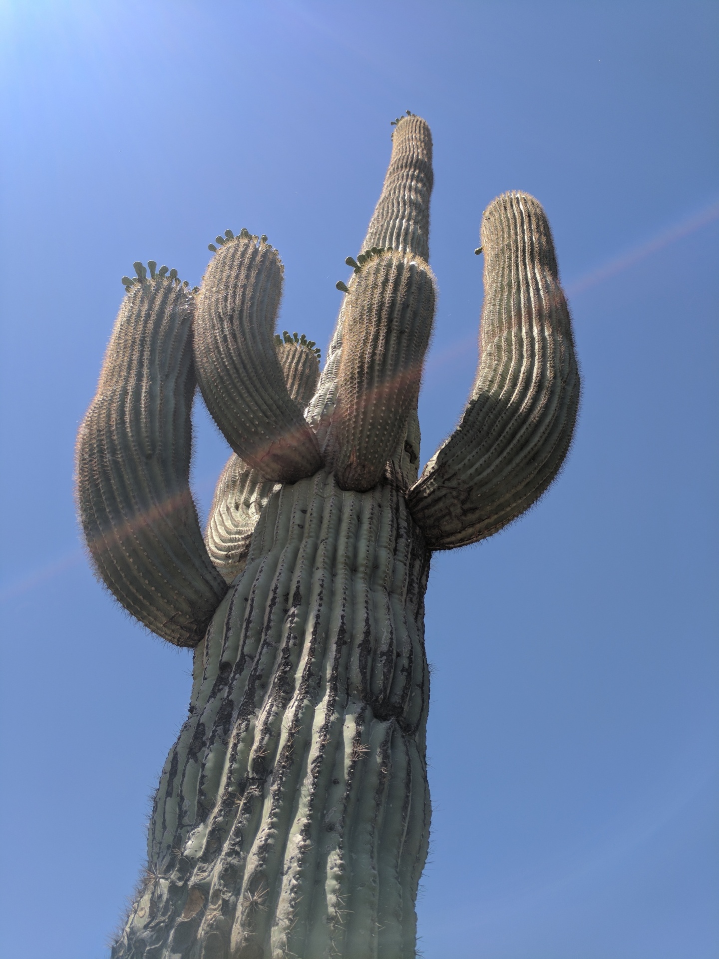 saguaro cactus desert free photo