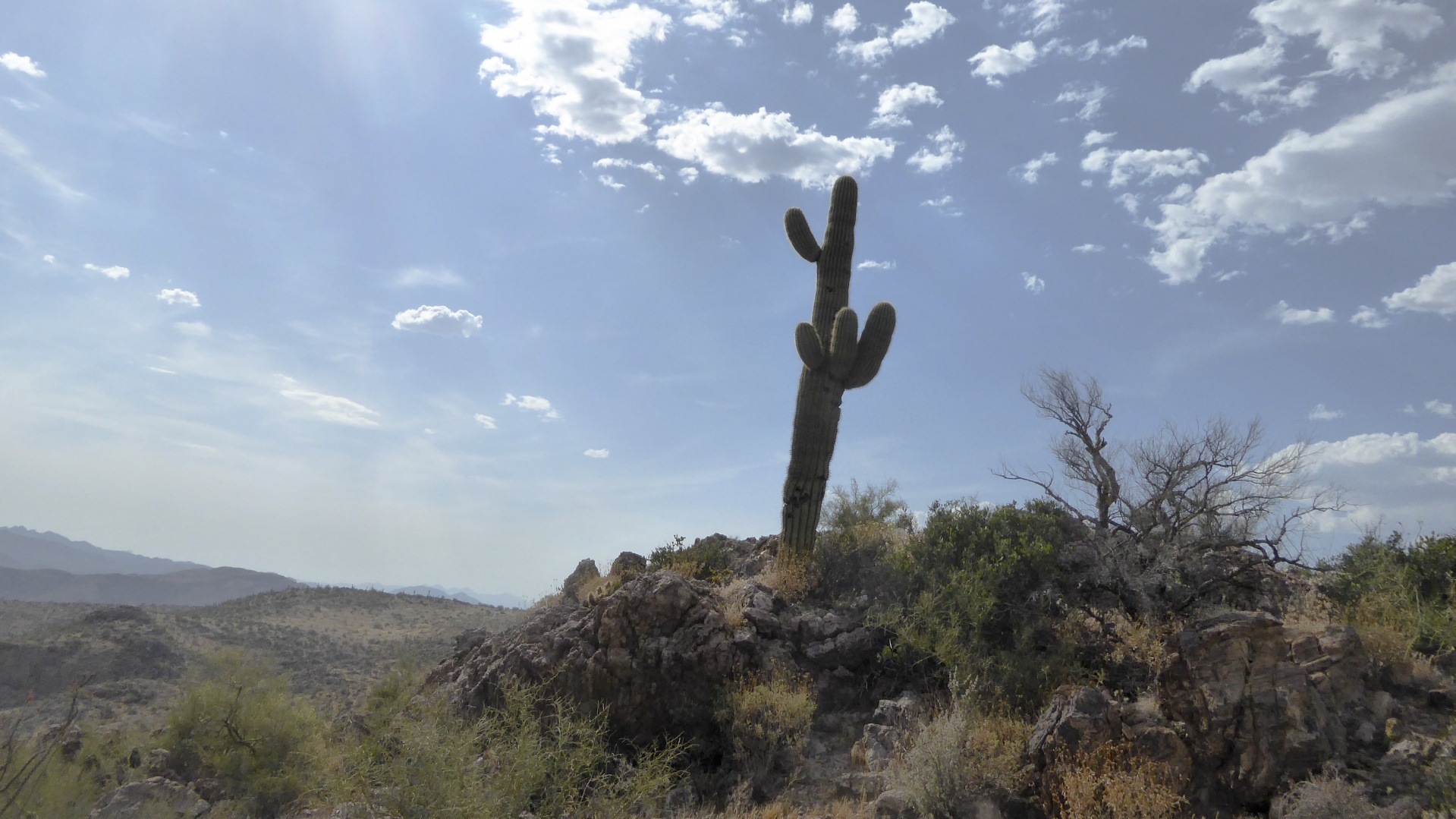 saguaro saguaros cactus free photo