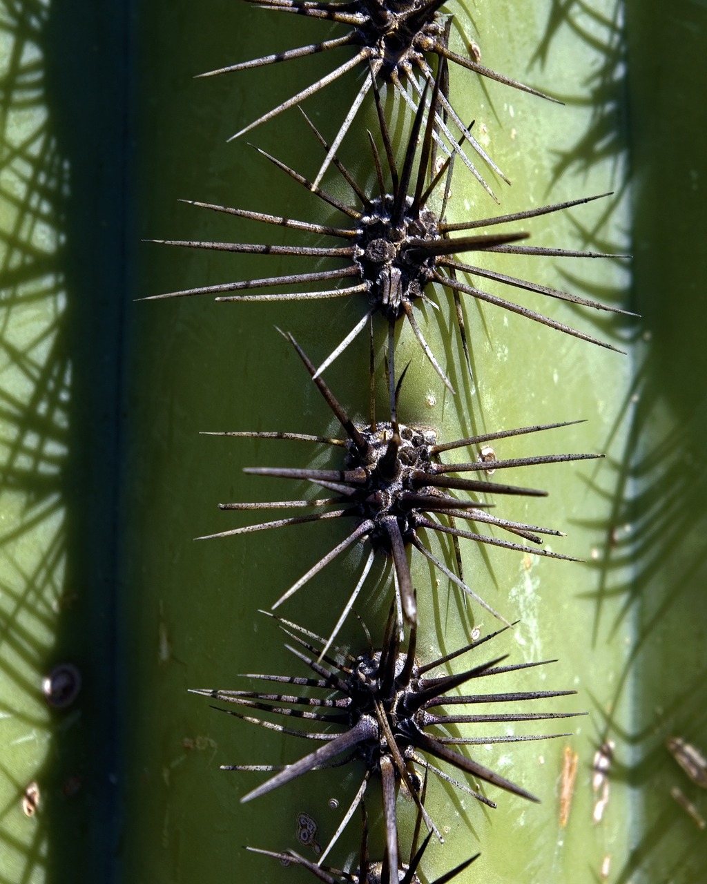 saguaro spines  cactus  arizona free photo